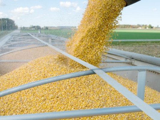 Prima bursă de cereale, la Corabia. Proiectul de la Constanţa a eşuat